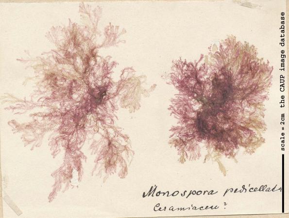 Monosporus pediccelatus.jpg